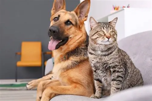 Cosa significa Pioggia di gatti & Cani? Spiegazione dei modi di dire degli animali domestici