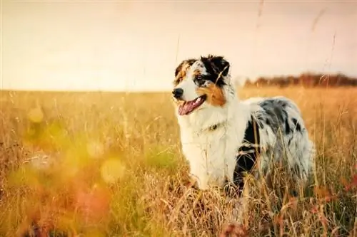 Le 15 migliori razze di cani da pastore (con foto)