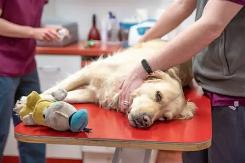Kiek kainuoja šuns sterilizavimas ar sterilizavimas? 2023 m. kainų vadovas