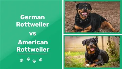 გერმანელი vs ამერიკული როტვეილერი: ძირითადი განსხვავებები (სურათებით)