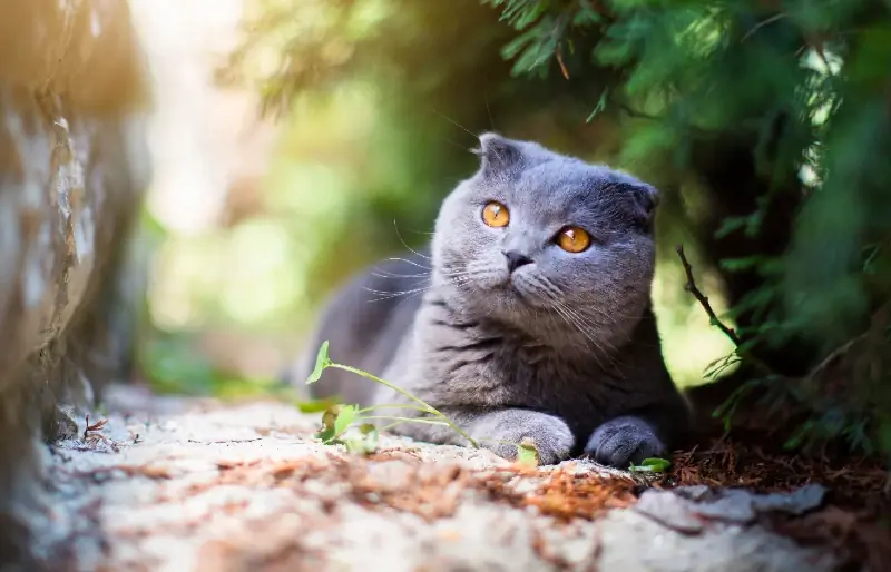 Scottish Fold britu īsspalvainais kaķis: attēli, kopšanas rokasgrāmata, temperaments & iezīmes