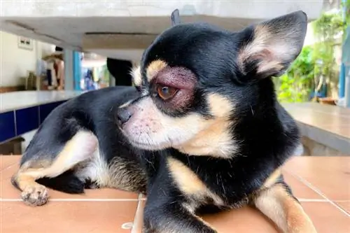 Det finns en bula på min hunds öga: ska jag oroa mig? (Veterinär svar)