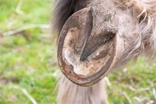 Abscés de peülles en cavalls: consells per al tractament i la prevenció