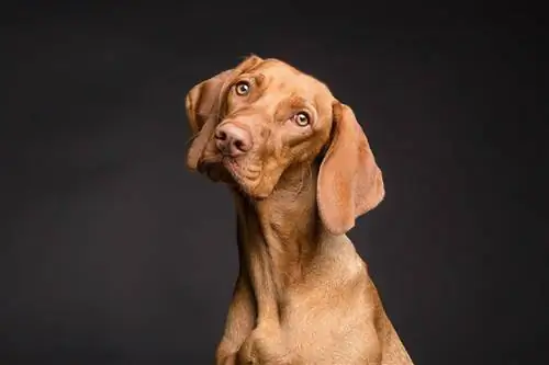 9 dažnos šunų akių problemos: priežastys, simptomai & Gydymas