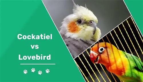 Cockatiel vs Lovebird: Principais diferenças (com fotos)