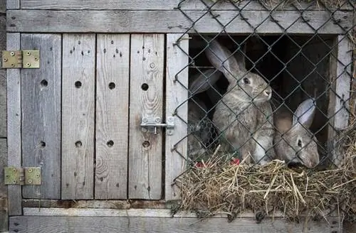 Come prendersi cura di un coniglio all'aperto: 10 consigli degli esperti