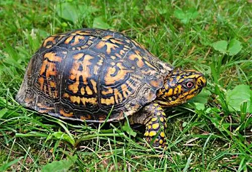 Les tortues-boîtes font-elles d'excellents animaux de compagnie ? Faits & Conseils d'entretien