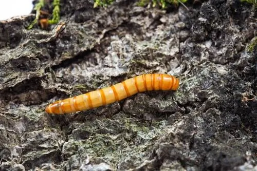 Wat eten meelwormen? Voedingsfeiten & Veelgestelde vragen
