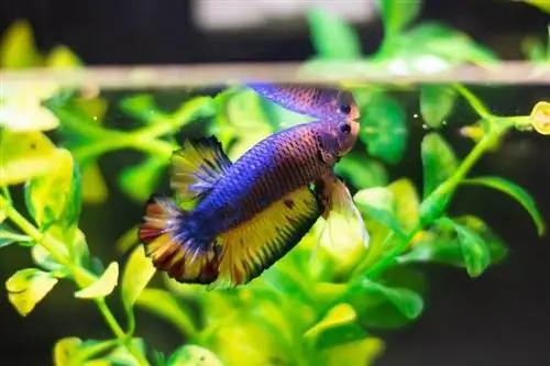 ¿Qué comen los peces Betta en la naturaleza y como mascotas? Guía completa de alimentación