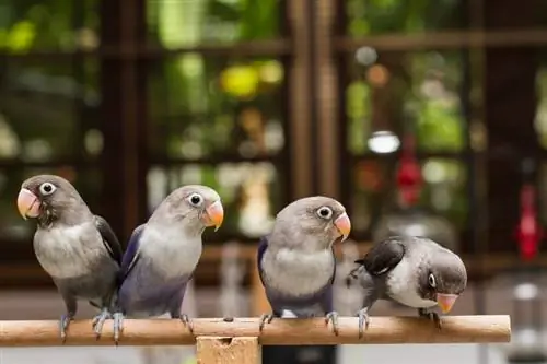 Mi az optimális életkor, hogy hazavigyük a szerelemmadarat? Avian Facts & GYIK