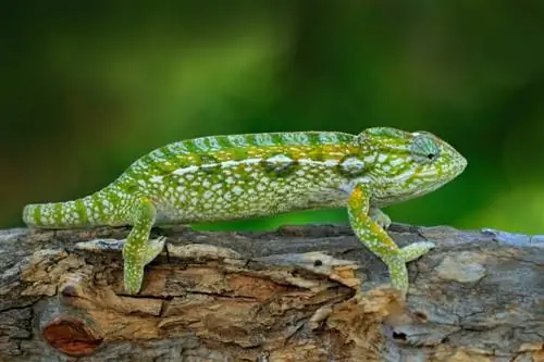 Tepih Kameleon: Vodič za njegu, slike, sorte, životni vijek & Više