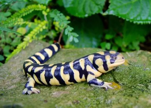 8 cele mai bune animale de companie salamandre & specii de triton (cu imagini)
