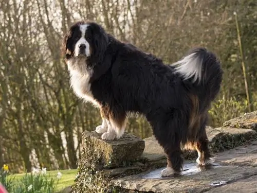 Bernese Dağ Köpekleri Ne Sıklıkla Kızgınlığa Girer? Veteriner Tarafından İncelenen Gerçekler