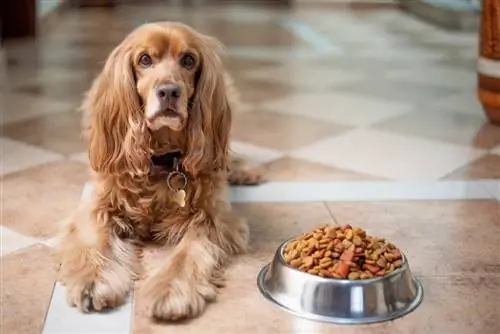 ¿Cuánto tiempo durará la diarrea del perro después de cambiar su comida?
