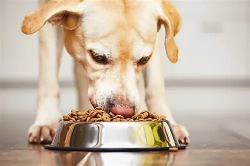 Apakah Makanan Daging dalam Makanan Anjing? Fakta Diluluskan Doktor & Soalan Lazim