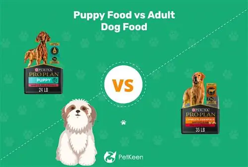 Ushqimi i qenve kundër qenve të rritur: Ndryshimet & Kur të ndërroni dietën