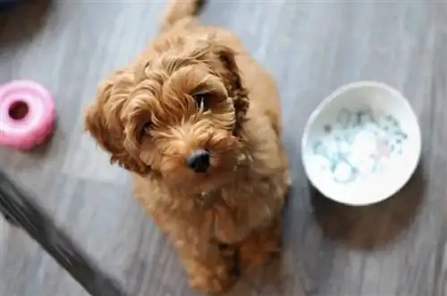 Може ли кученце да яде храна за възрастни кучета? Факти, одобрени от ветеринарен лекар & ЧЗВ