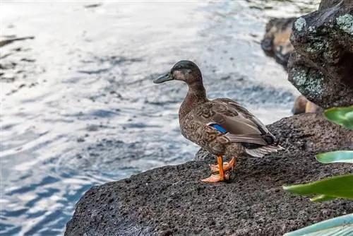 Hawaiian Duck: Bilder, fakta, bruksområder, opprinnelse & Kjennetegn