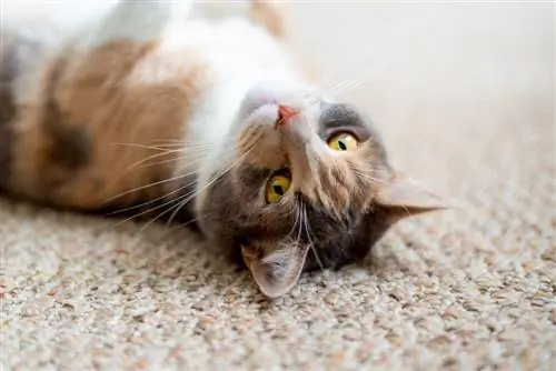 127 نام قهوه برای گربه ها: گزینه های الهام گرفته از اسپرسو برای حیوان خانگی شما