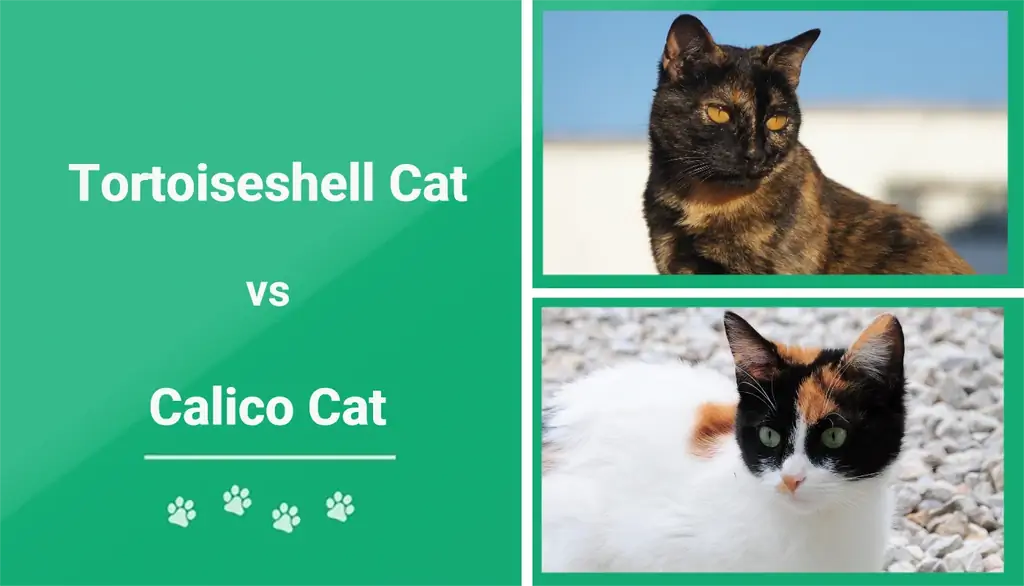 Sköldpaddkatt vs. Calico Cat: visuella skillnader & Översikt (med bilder)