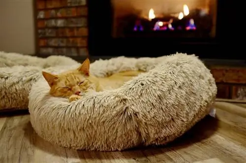 5 طرح تخت خواب گربه DIY عالی: بدون دوخت (با عکس)
