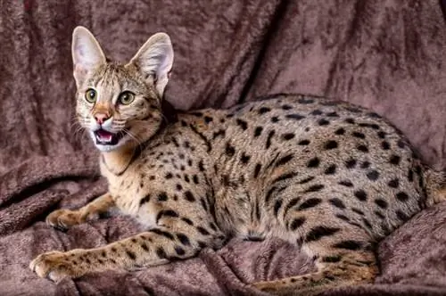 Is Savannah Cats onwettig in Georgia? Feite & Gereelde vrae