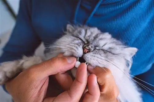 Pot oferi unei pisici antibiotice umane? Date aprobate de veterinar