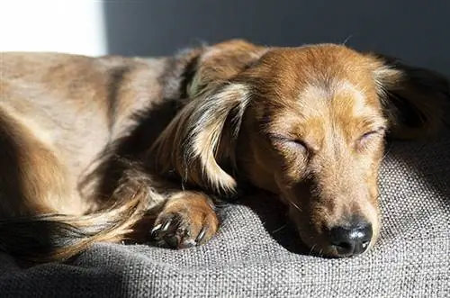 6 „pasidaryk pats“pakeltos šunų lovos, kurias galite pasidaryti šiandien (su nuotraukomis)