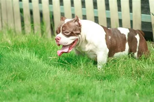 Pocket Pitbull Dog Rotuopas: Kuvia, infoa, hoitoa & Lisää