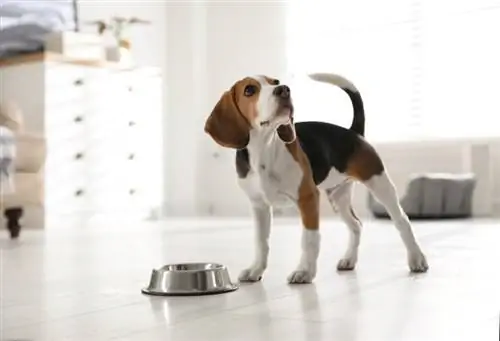 Kur të kaloni te një ushqim për qentë e rritur? Fakte të miratuara nga Veterinarë & FAQ
