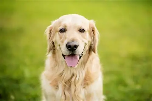 16 Faits intéressants sur le Golden Retriever : Origines, Apparence & Plus