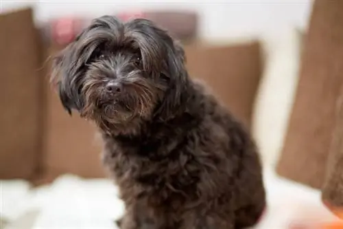 Black Havanese: Facts, Origin & History (همراه با تصاویر)