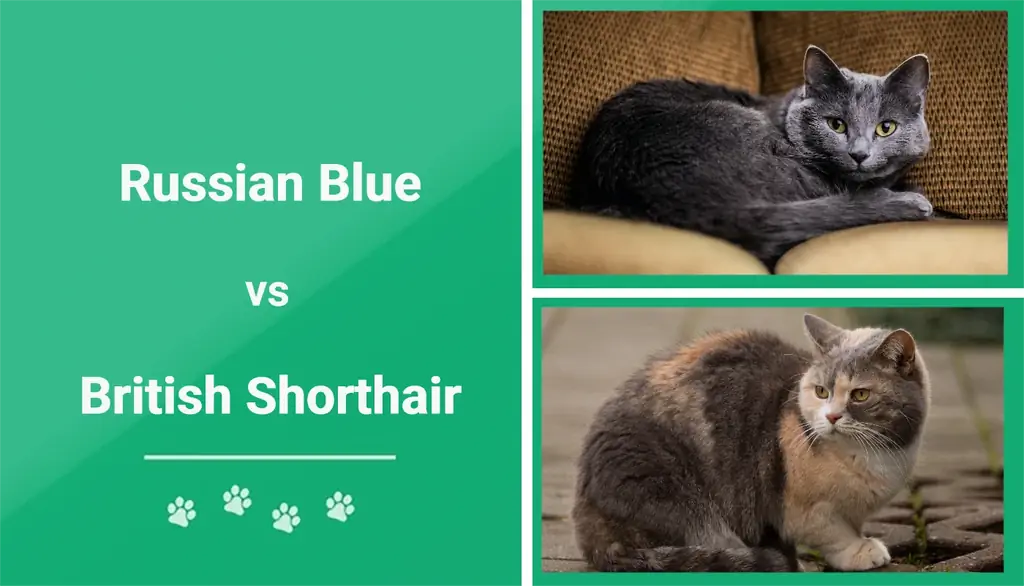 Blu di Russia vs British Shorthair: qual è la differenza (con immagini)