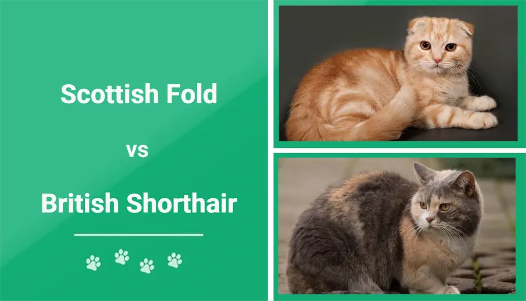 اسکاتلندی فولد در مقابل موهای کوتاه بریتانیایی: تفاوت چیست؟ (همراه با عکس)