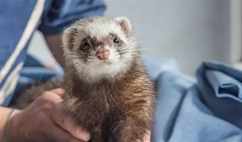 Existe-t-il une assurance pour animaux de compagnie pour les furets ? Mise à jour 2023