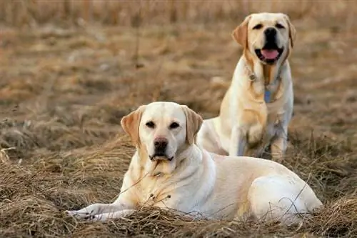 20 Fascinerende Labrador Retriever Fakta & Information