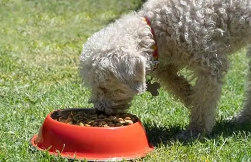 10 بهترین غذای سگ برای سگ های کوچک مبتلا به آلرژی در سال 2023: نظرات & بهترین انتخاب