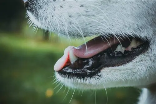 11 Makanan Anjing Terbaik untuk Masalah Gigi di Tahun 2023 – Ulasan & Pilihan Teratas