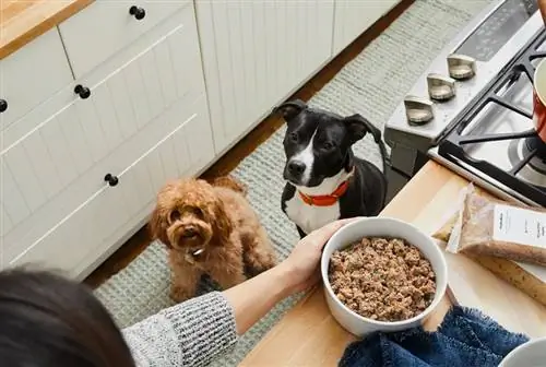 11 najlepszych karm dla psów z wołowiną w 2023 r. - recenzje &