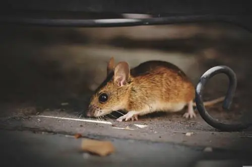 Σε ποια ηλικία τα ποντίκια φτάνουν σε σεξουαλική ωριμότητα; Τι να ξέρετε