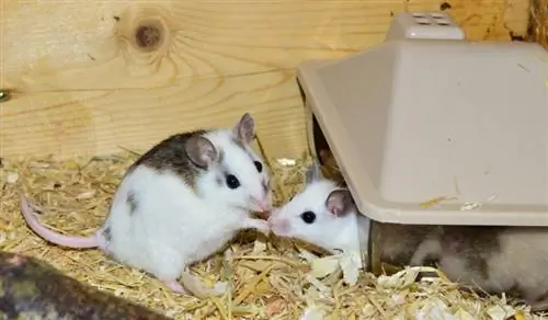 Czy myszy są dobrymi zwierzętami domowymi? 8 rzeczy, które warto wiedzieć