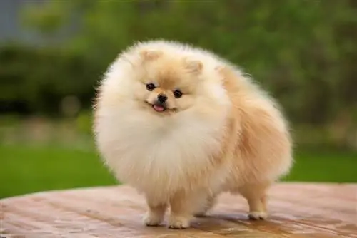 Cream Pomeranian: Mga Katotohanan, Pinagmulan & Kasaysayan (May Mga Larawan)