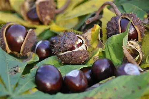 Je, Conkers ni sumu kwa Mbwa? Ukweli uliokaguliwa na Daktari & Maswali Yanayoulizwa Mara kwa Mara