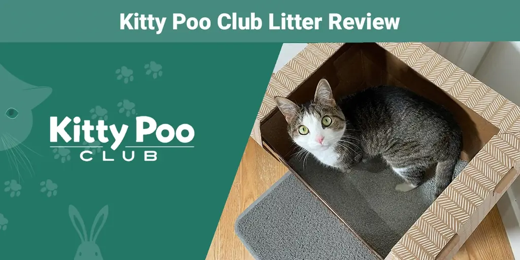 Hodnotenie odpadkov klubu Kitty Poo Club 2023: Názor nášho odborníka