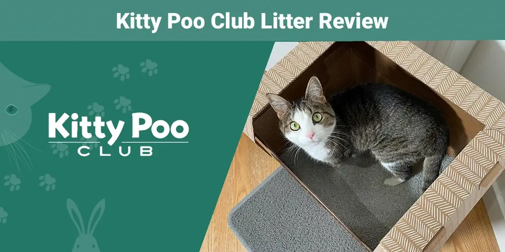 Kitty Poo Club Litter Review 2023: Ý kiến chuyên gia của chúng tôi