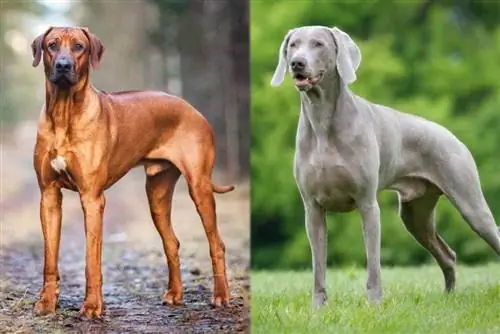 Родезийски риджбек Weimaraner смесена порода кучета: снимки, информация, & Грижи