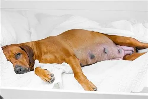 11 Tekenen dat een hond binnenkort gaat bevallen: door een dierenarts goedgekeurde gids