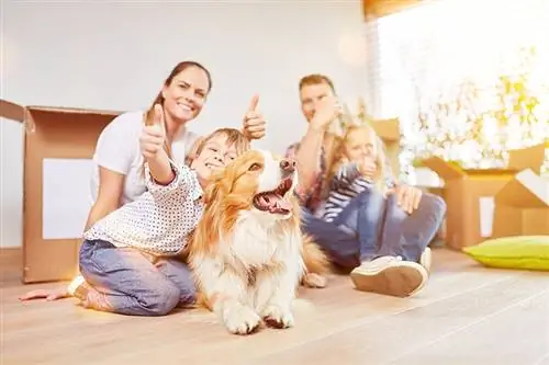 Sådan hjælper du din hund med at tilpasse sig et nyt hjem: 7 nyttige tips