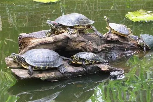 Les tortues font-elles de bons animaux de compagnie ? Faits & Conseils