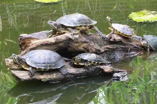 Zijn schildpadden goede huisdieren? Feiten & Tips